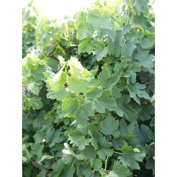 Autumn Royal 2 Field