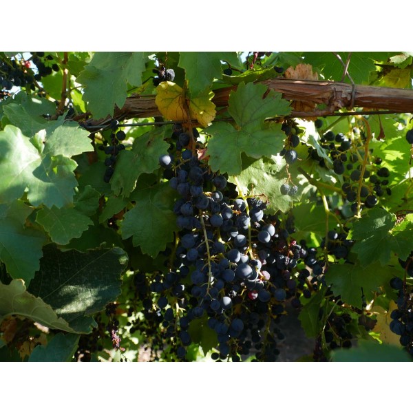 Black Gem M48 42 Field 1