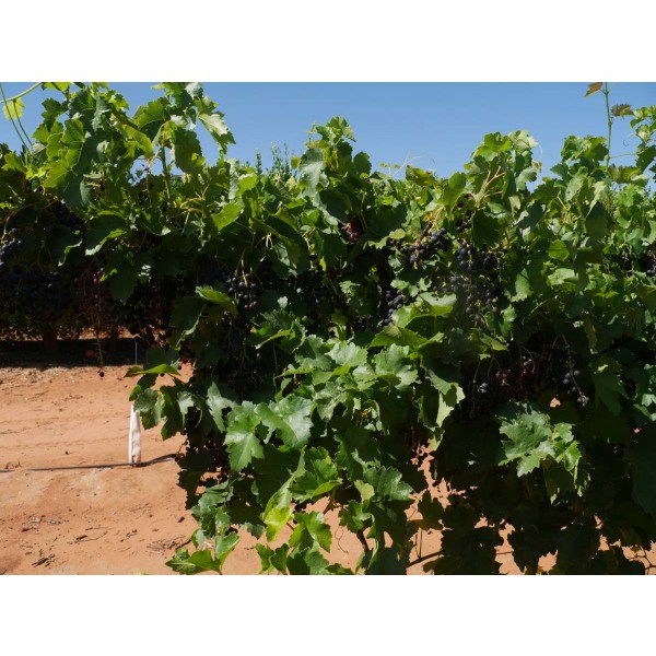 Black Gem M48 42 Field 2