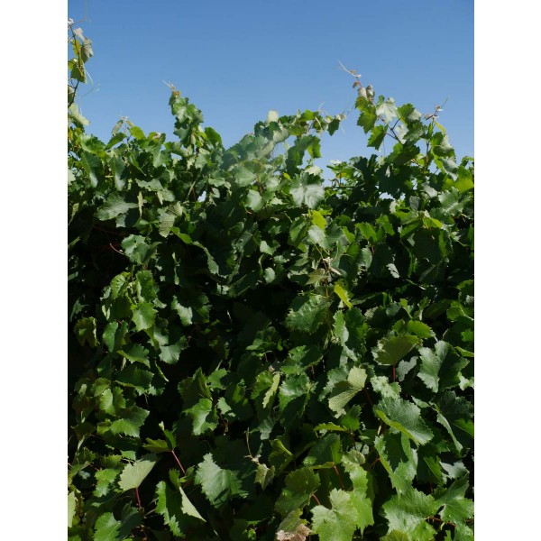 Zante Currant Field 2