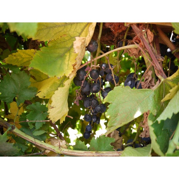 Summer Royal 1 Field