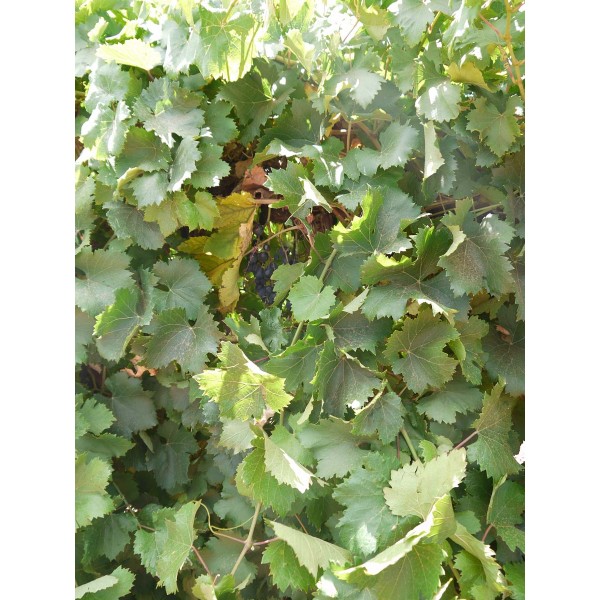 Summer Royal 2 Field