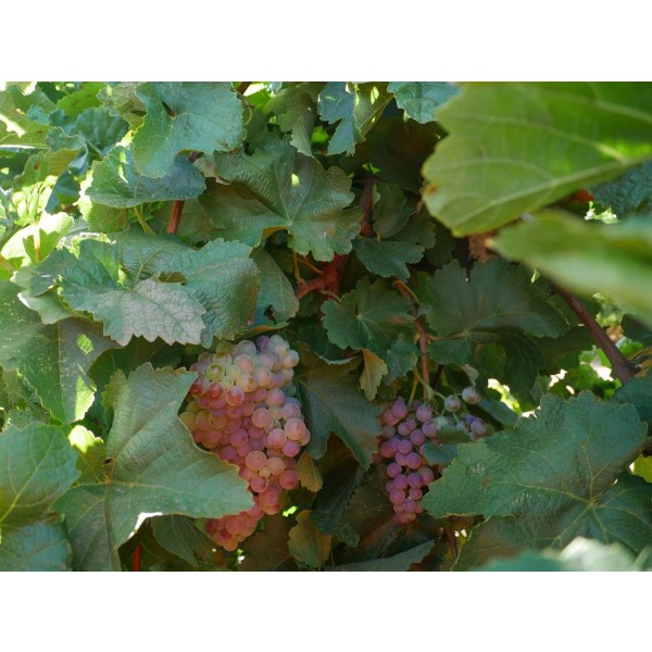 Sultanina Rose Field 1