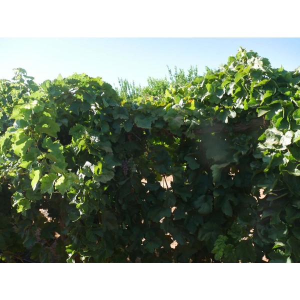 Sultanina Rose Field 2