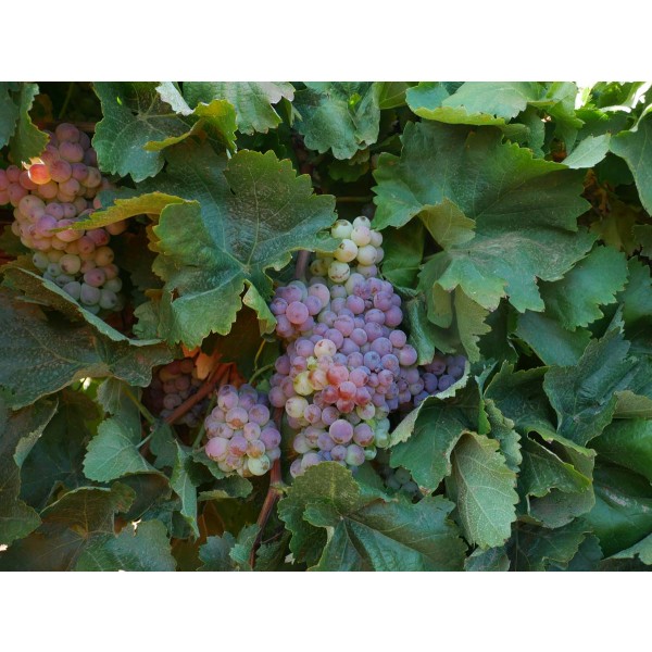 Seedless Emperor Field 1