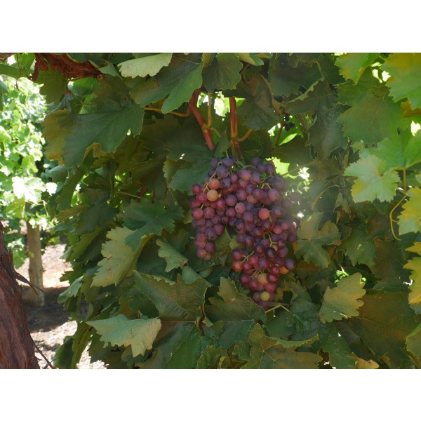 Russian Seedless Field 1