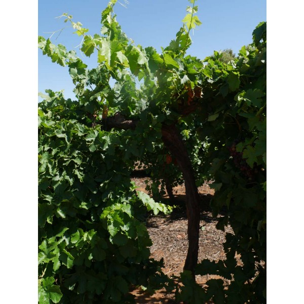 Russian Seedless Field 2