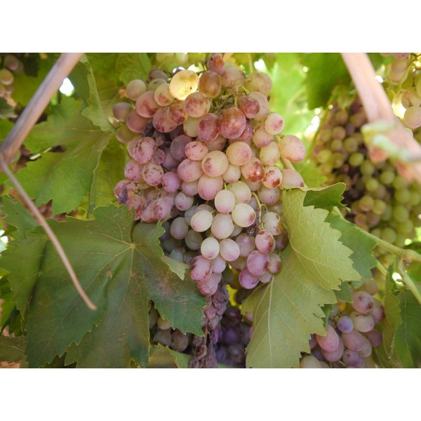 Ruby Seedless 1 Field