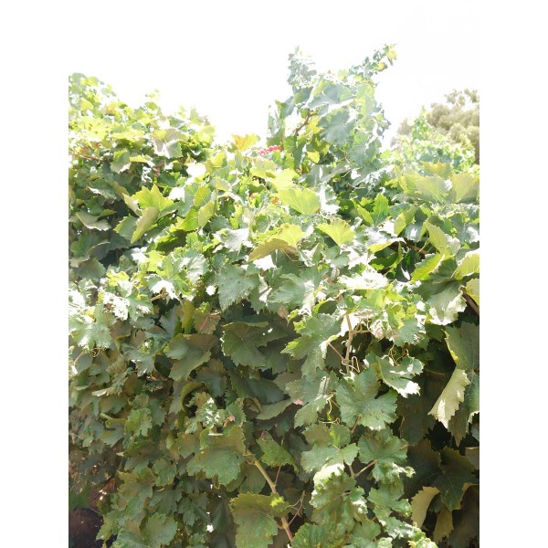 Ruby Seedless 2 Field