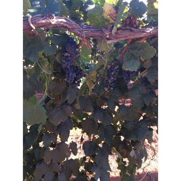 Petit Verdot 1 Field