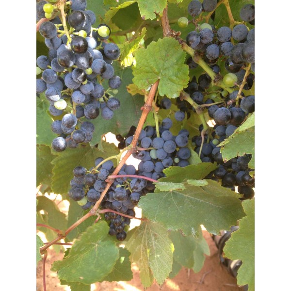 Petit Verdot 2 Field