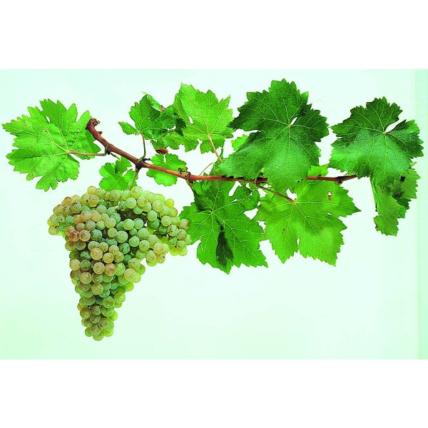 Pedro Ximenes Studio