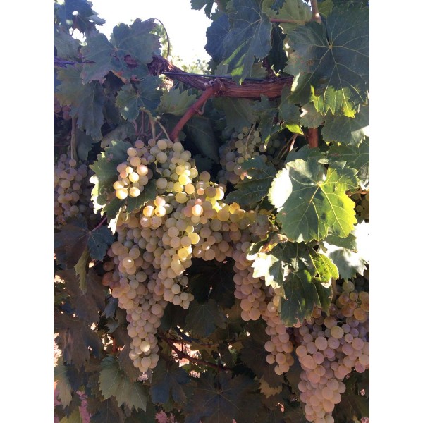 Pedro Ximenez 1 Field