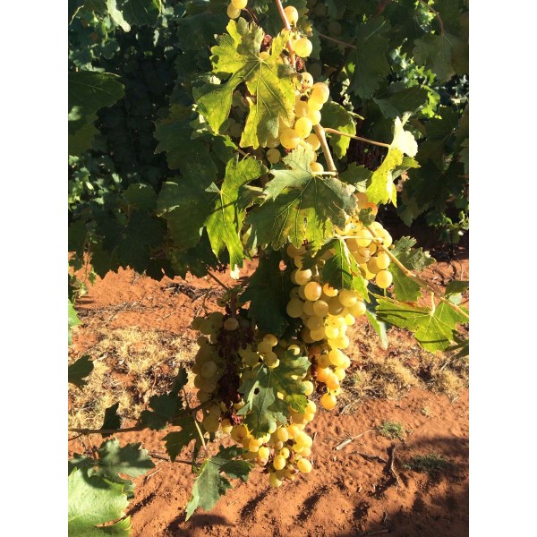 Pannonia Gold 1 Field