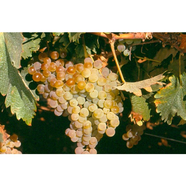 Palomino Studio Field