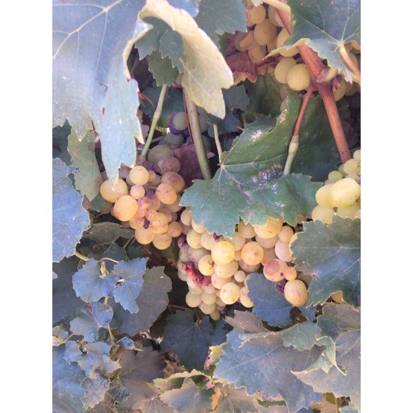 Muscat Queen 1 Field