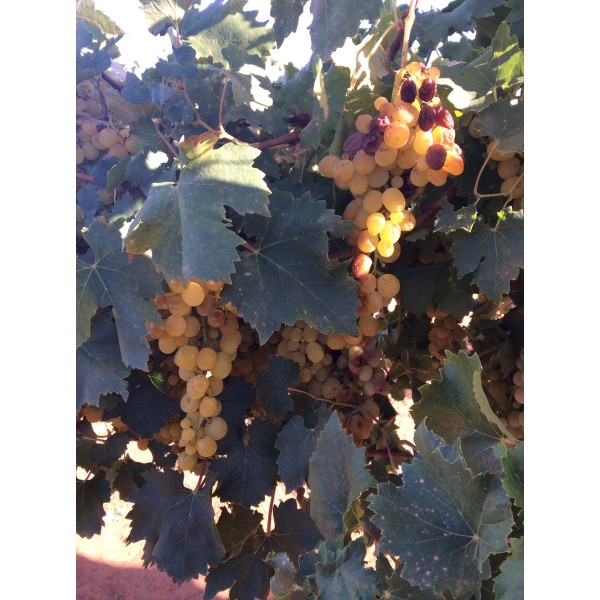 Queen of the Vineyard 1 Field