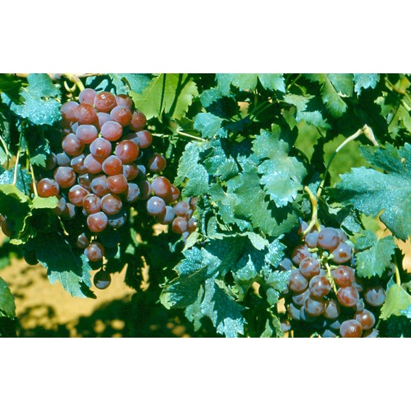 Red Malaga Studio Field