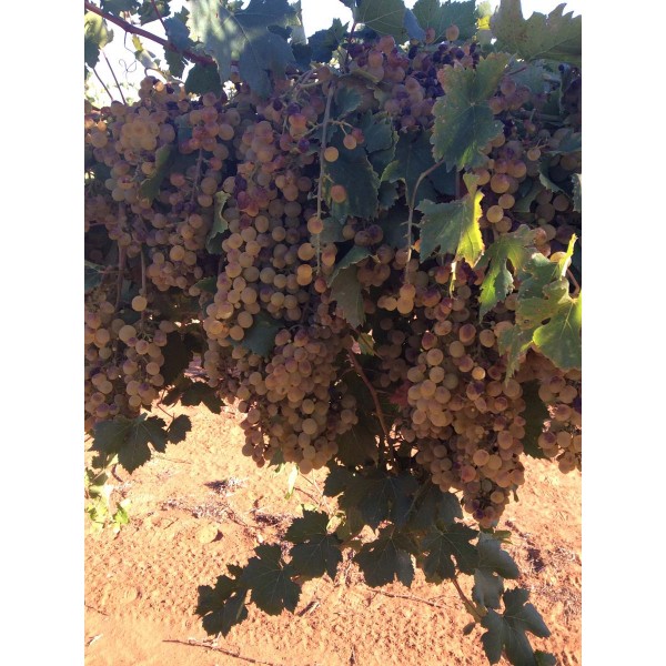 Precose de Malingre 1 Field