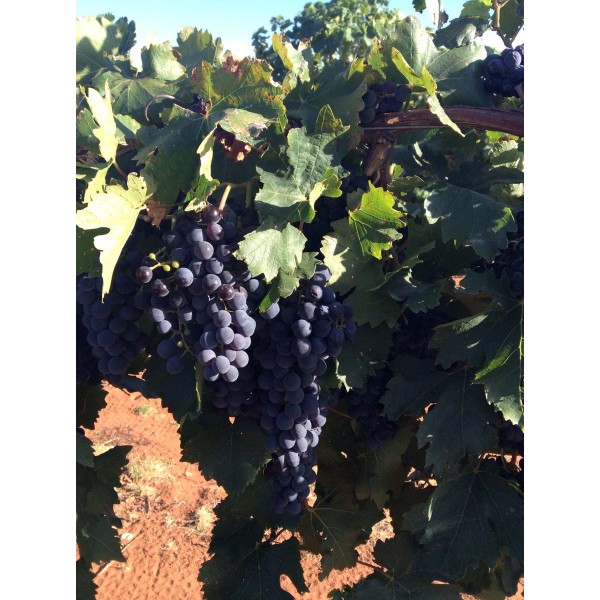 Portugais Bleu 1 Field