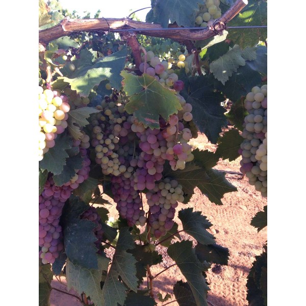 Piros Slanka 1 Field