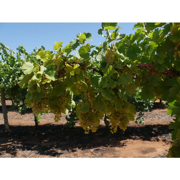 Petit Meslier Field 1