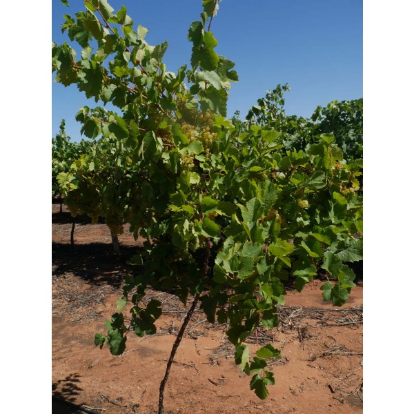 Petit Meslier Field 2