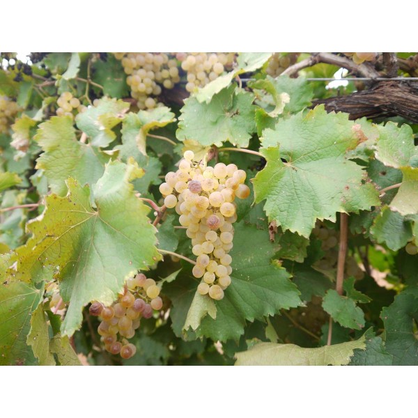 Sauvignonasse 1 Field