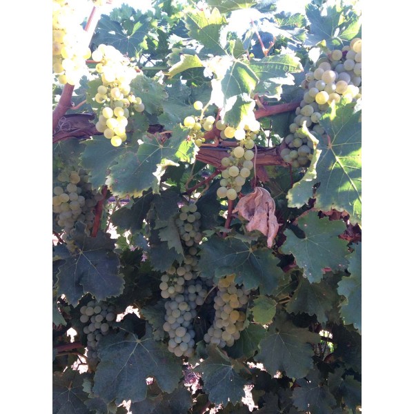 Sauvignonasse 2 Field