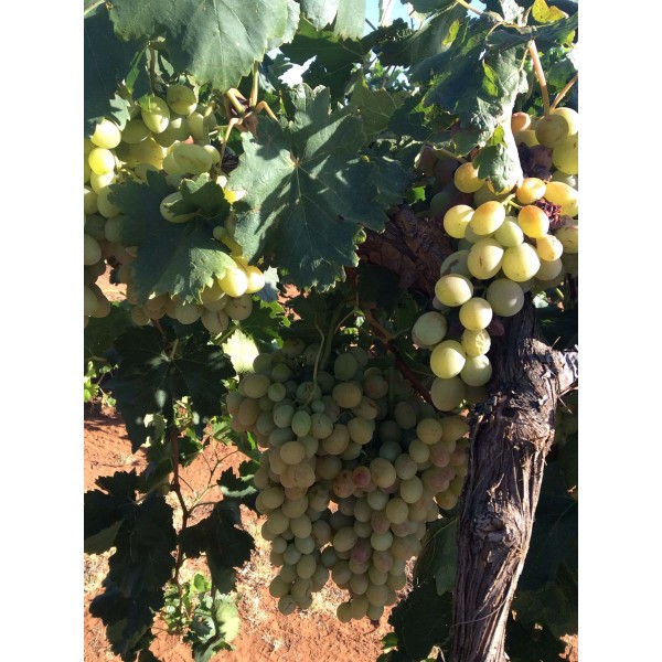 Sabalkanskoi 1 Field