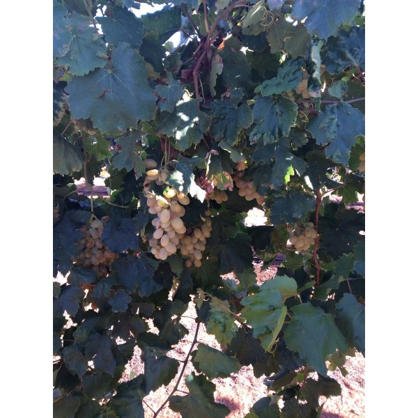 Khusaine Belyi 1 Field