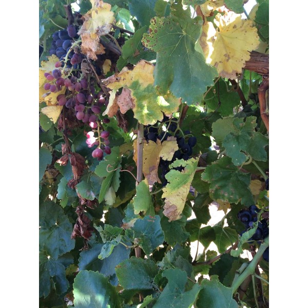 Djandjal Kara 1 Field