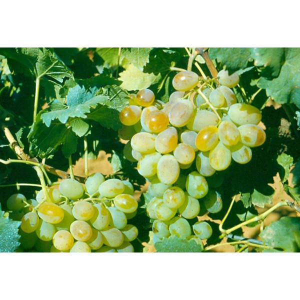 Waltham Studio Field 1 