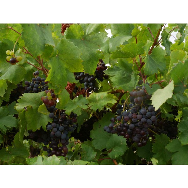 Sereksiya Black Field 1