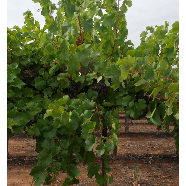 Sereksiya Black Field 2