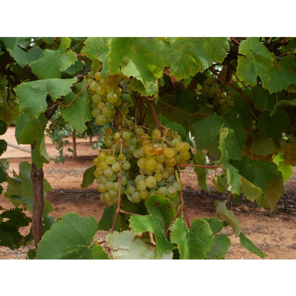 Golden Muscat Field 1