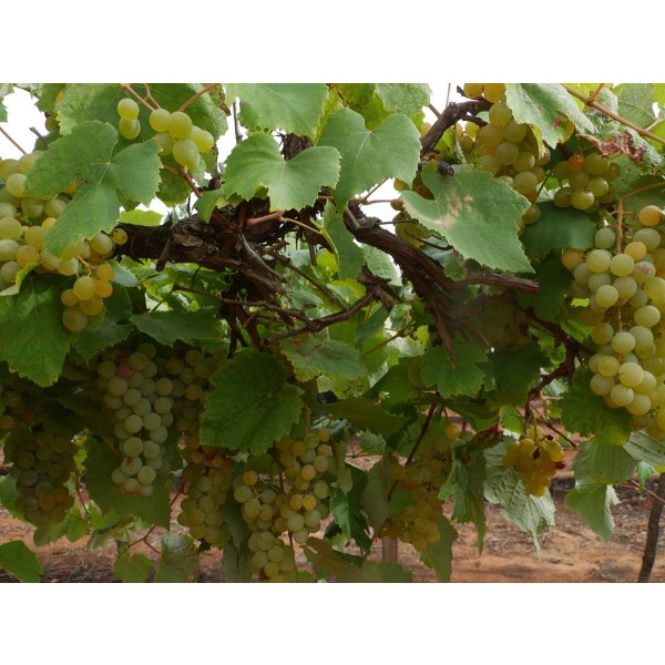 Golden Muscat Field 2