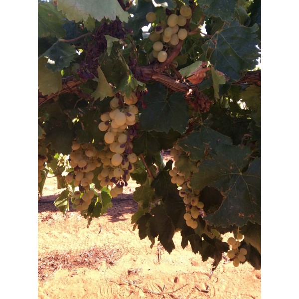 Shakar Angur 1 Field