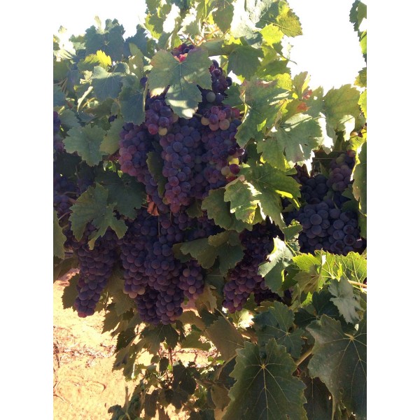 Sangiovese 1 Field