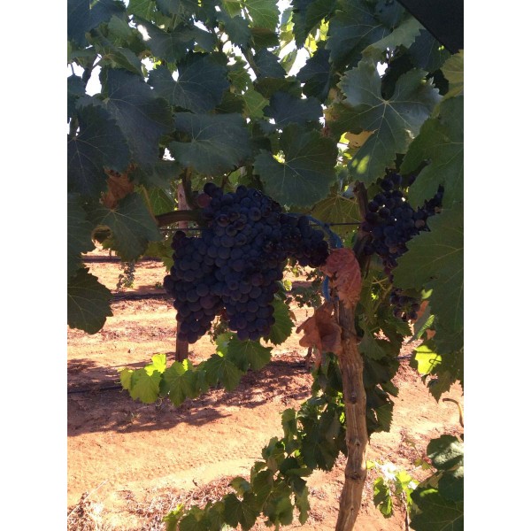 Grenache 1 Field