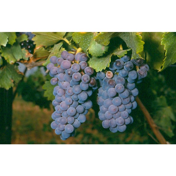 Grenache Studio Field