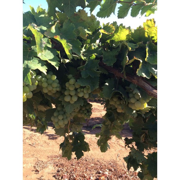 Golden Queen 1 Field