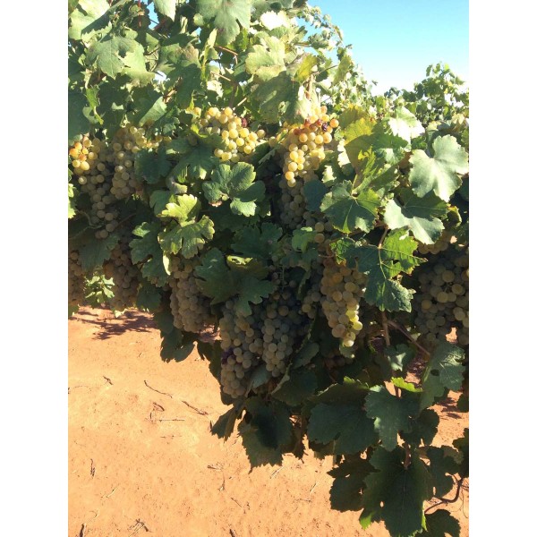 White Veltliner 1 Field