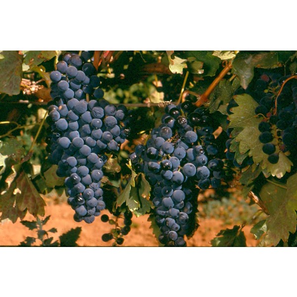 Tempranillo Studio Field