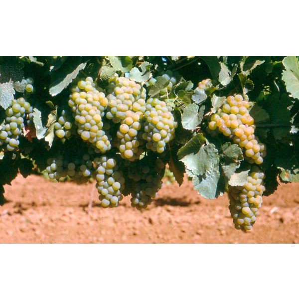 Sylvaner Studio Field