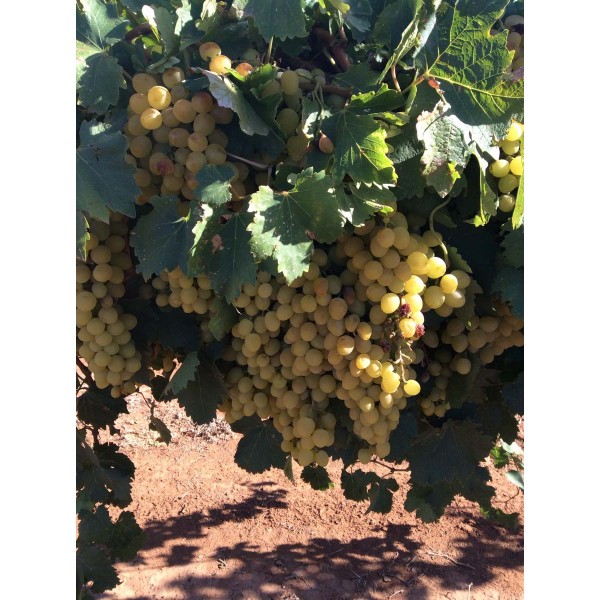 Millenium Muscat TM 636 1 Field