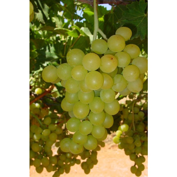 Millenium Muscat TM M 51 18 Studio Field