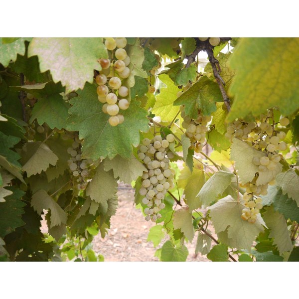 Bianco dAlessano 1 Field