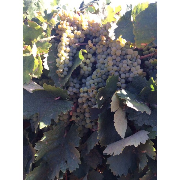 Bianco dAlessano 2 Field