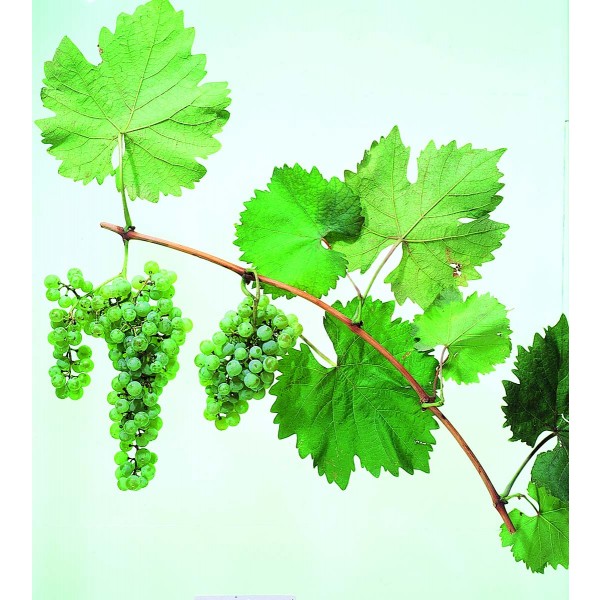 Bianco dAlessano Studio